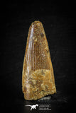 88618 - Top Beautiful Red 2.36 Inch Spinosaurus Dinosaur Tooth Cretaceous