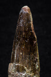 20699 - Great Collection of 3 Spinosaurus Dinosaur Teeth Cretaceous KemKem Beds