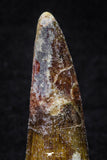 20699 - Great Collection of 3 Spinosaurus Dinosaur Teeth Cretaceous KemKem Beds