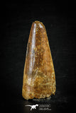 88618 - Top Beautiful Red 2.36 Inch Spinosaurus Dinosaur Tooth Cretaceous