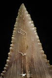 05177 - Strongly Serrated 1.44 Inch Palaeocarcharodon orientalis (Pygmy white Shark) Tooth