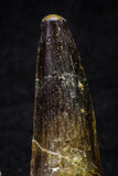 20699 - Great Collection of 3 Spinosaurus Dinosaur Teeth Cretaceous KemKem Beds
