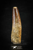 88619 - Top Beautiful Red 2.91 Inch Spinosaurus Dinosaur Tooth Cretaceous