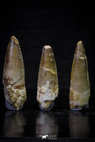 20700 - Great Collection of 3 Spinosaurus Dinosaur Teeth Cretaceous KemKem Beds