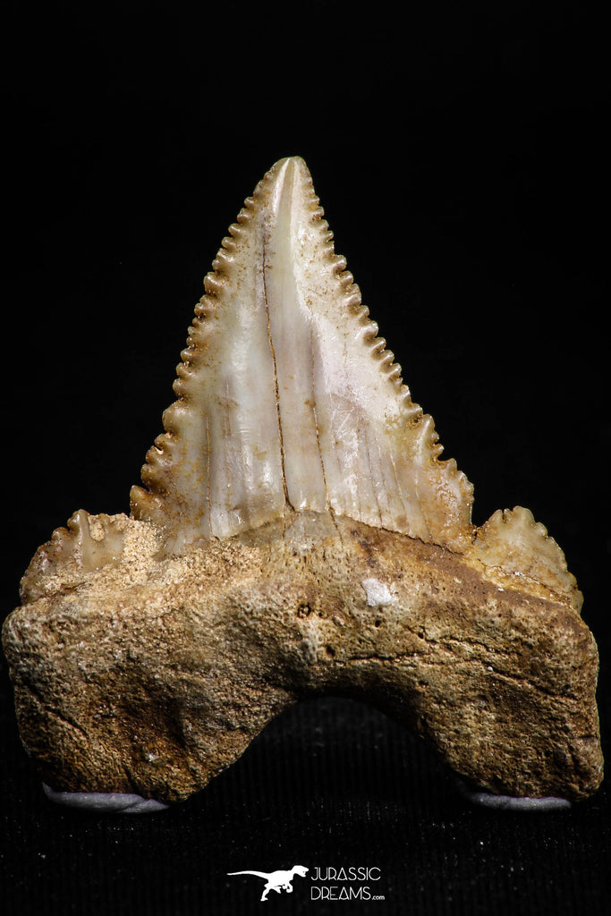 05178 - Nicely Serrated 1.31 Inch Palaeocarcharodon orientalis (Pygmy white Shark) Tooth