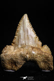 05178 - Nicely Serrated 1.31 Inch Palaeocarcharodon orientalis (Pygmy white Shark) Tooth