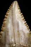 05178 - Nicely Serrated 1.31 Inch Palaeocarcharodon orientalis (Pygmy white Shark) Tooth