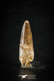 88621 - Top Beautiful Red 2.28 Inch Spinosaurus Dinosaur Tooth Cretaceous