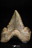 05178 - Nicely Serrated 1.31 Inch Palaeocarcharodon orientalis (Pygmy white Shark) Tooth