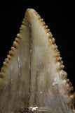 05178 - Nicely Serrated 1.31 Inch Palaeocarcharodon orientalis (Pygmy white Shark) Tooth