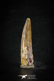 88622 - Top Beautiful Red 2.40 Inch Spinosaurus Dinosaur Tooth Cretaceous
