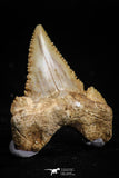 05178 - Nicely Serrated 1.31 Inch Palaeocarcharodon orientalis (Pygmy white Shark) Tooth