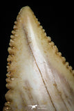 05178 - Nicely Serrated 1.31 Inch Palaeocarcharodon orientalis (Pygmy white Shark) Tooth