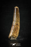 88623 - Top Beautiful Red 2.80 Inch Spinosaurus Dinosaur Tooth Cretaceous