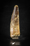 88624 - Top Beautiful Red 2.89 Inch Spinosaurus Dinosaur Tooth Cretaceous