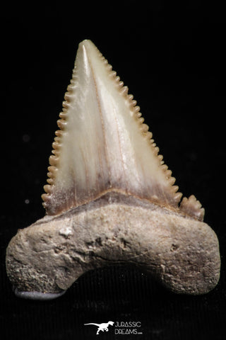 05179 - Nicely Serrated 1.36 Inch Palaeocarcharodon orientalis (Pygmy white Shark) Tooth