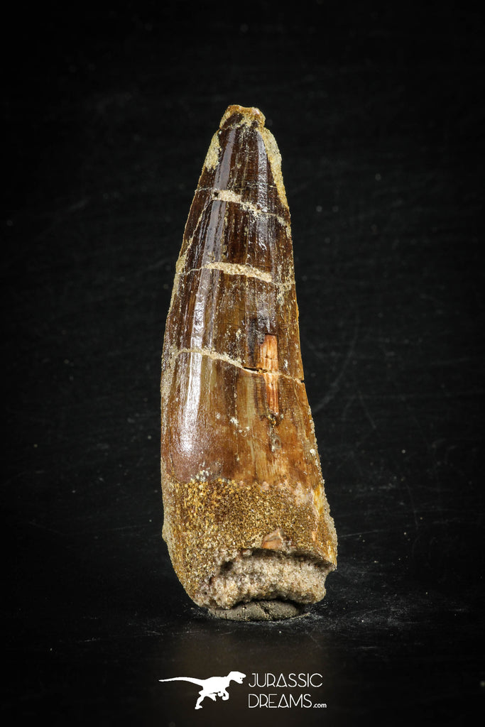88625 - Top Beautiful Red 2.72 Inch Spinosaurus Dinosaur Tooth Cretaceous