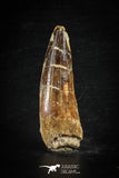 88625 - Top Beautiful Red 2.72 Inch Spinosaurus Dinosaur Tooth Cretaceous