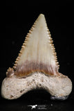 05179 - Nicely Serrated 1.36 Inch Palaeocarcharodon orientalis (Pygmy white Shark) Tooth