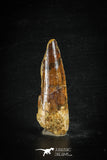 88626 - Top Beautiful Red 2.36 Inch Spinosaurus Dinosaur Tooth Cretaceous