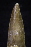 20701 - Great Collection of 3 Spinosaurus Dinosaur Teeth Cretaceous KemKem Beds
