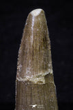 20701 - Great Collection of 3 Spinosaurus Dinosaur Teeth Cretaceous KemKem Beds