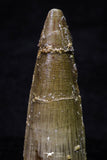 20701 - Great Collection of 3 Spinosaurus Dinosaur Teeth Cretaceous KemKem Beds