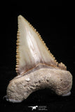 05179 - Nicely Serrated 1.36 Inch Palaeocarcharodon orientalis (Pygmy white Shark) Tooth