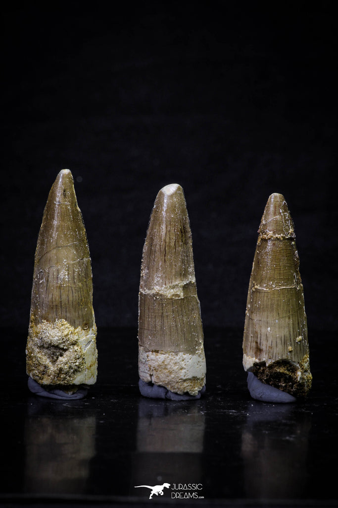 20701 - Great Collection of 3 Spinosaurus Dinosaur Teeth Cretaceous KemKem Beds