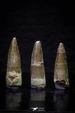 20701 - Great Collection of 3 Spinosaurus Dinosaur Teeth Cretaceous KemKem Beds