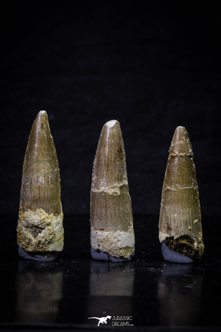 20701 - Great Collection of 3 Spinosaurus Dinosaur Teeth Cretaceous KemKem Beds