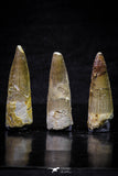 20701 - Great Collection of 3 Spinosaurus Dinosaur Teeth Cretaceous KemKem Beds