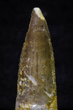 20701 - Great Collection of 3 Spinosaurus Dinosaur Teeth Cretaceous KemKem Beds