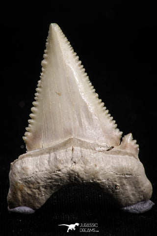 05180 - Strongly Serrated 1.46 Inch Palaeocarcharodon orientalis (Pygmy white Shark) Tooth
