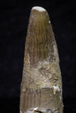 20701 - Great Collection of 3 Spinosaurus Dinosaur Teeth Cretaceous KemKem Beds