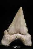 05180 - Strongly Serrated 1.46 Inch Palaeocarcharodon orientalis (Pygmy white Shark) Tooth