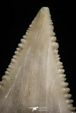 05180 - Strongly Serrated 1.46 Inch Palaeocarcharodon orientalis (Pygmy white Shark) Tooth