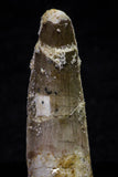 20702 - Great Collection of 3 Spinosaurus Dinosaur Teeth Cretaceous KemKem Beds