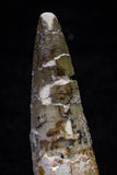 20702 - Great Collection of 3 Spinosaurus Dinosaur Teeth Cretaceous KemKem Beds