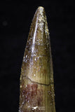 20703 - Great Collection of 3 Spinosaurus Dinosaur Teeth Cretaceous KemKem Beds