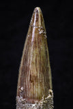 20703 - Great Collection of 3 Spinosaurus Dinosaur Teeth Cretaceous KemKem Beds