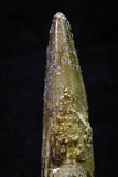 20703 - Great Collection of 3 Spinosaurus Dinosaur Teeth Cretaceous KemKem Beds