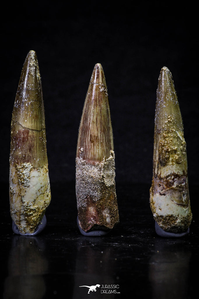 20703 - Great Collection of 3 Spinosaurus Dinosaur Teeth Cretaceous KemKem Beds