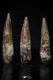 20703 - Great Collection of 3 Spinosaurus Dinosaur Teeth Cretaceous KemKem Beds