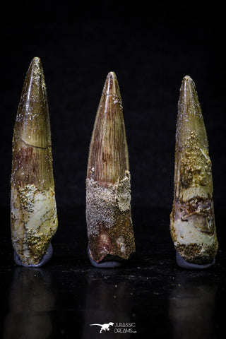 20703 - Great Collection of 3 Spinosaurus Dinosaur Teeth Cretaceous KemKem Beds