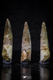 20703 - Great Collection of 3 Spinosaurus Dinosaur Teeth Cretaceous KemKem Beds