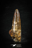 88632 - Top Beautiful Red 2.65 Inch Spinosaurus Dinosaur Tooth Cretaceous