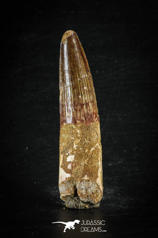88633 - Top Beautiful Red 2.84 Inch Spinosaurus Dinosaur Tooth Cretaceous