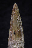 20703 - Great Collection of 3 Spinosaurus Dinosaur Teeth Cretaceous KemKem Beds