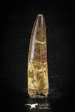 88633 - Top Beautiful Red 2.84 Inch Spinosaurus Dinosaur Tooth Cretaceous